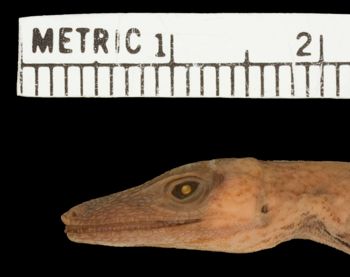 Media type: image; Herpetology R-38940